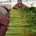玻璃翠芹菜大量出售，欢迎各位老板们前来选购