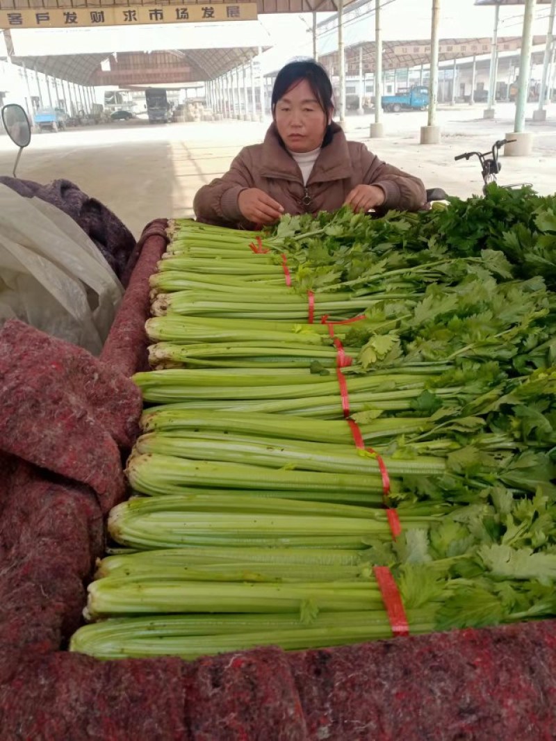 玻璃翠芹菜大量出售，欢迎各位老板们前来选购