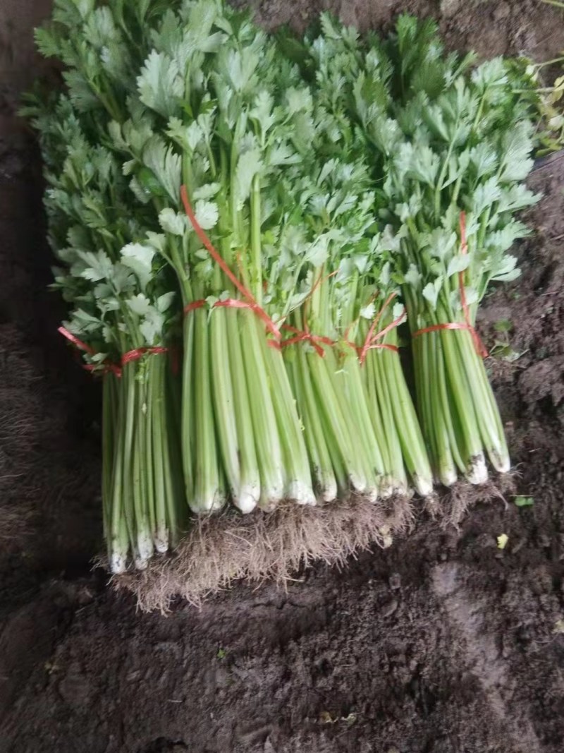 玻璃翠芹菜大量出售，欢迎各位老板们前来选购