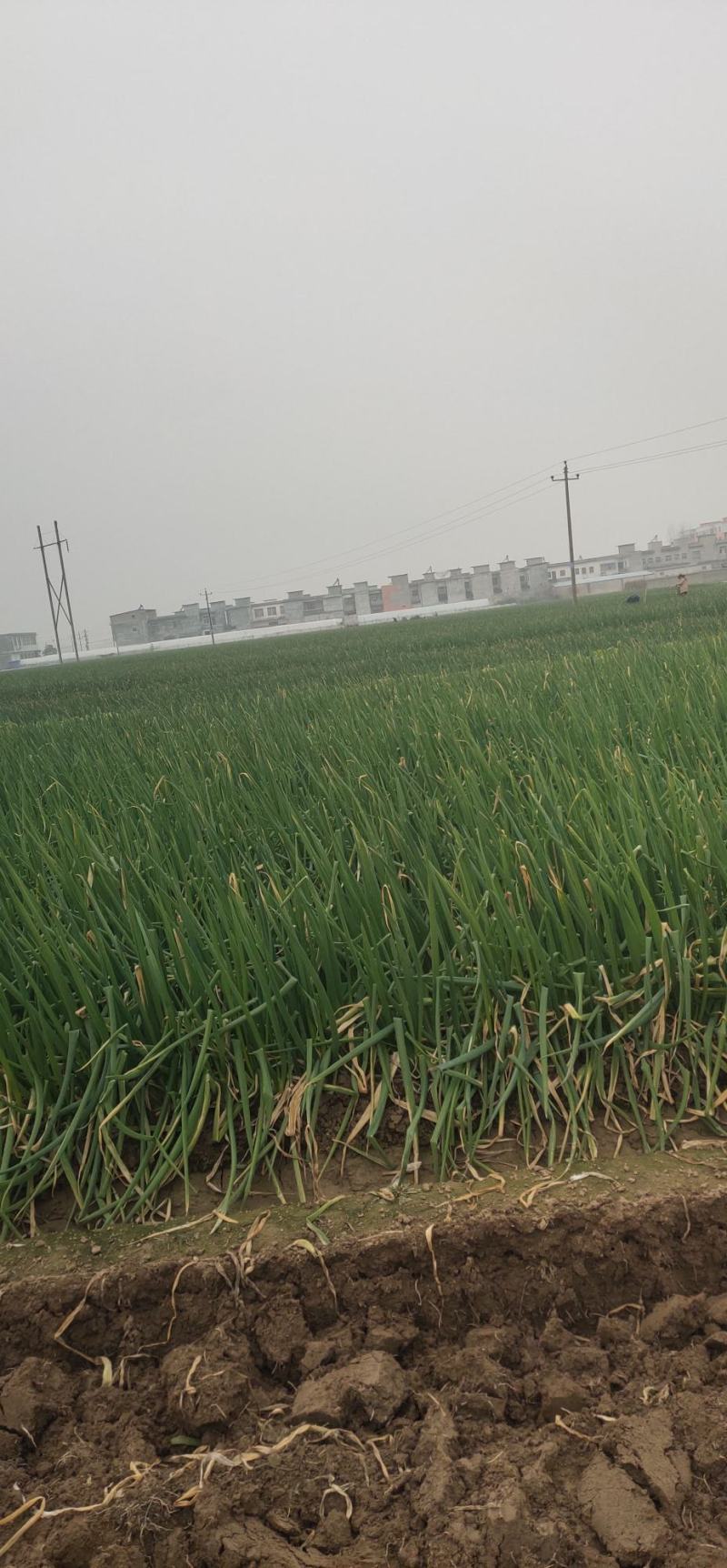 【大葱】南阳长白大葱大量出货中产地直发品质保证