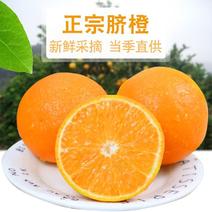 高山脐橙橙子新鲜水果