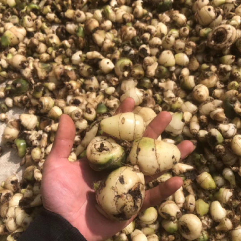 毛慈菇净果