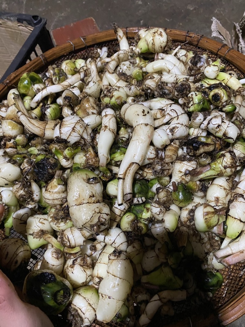 毛慈菇净果
