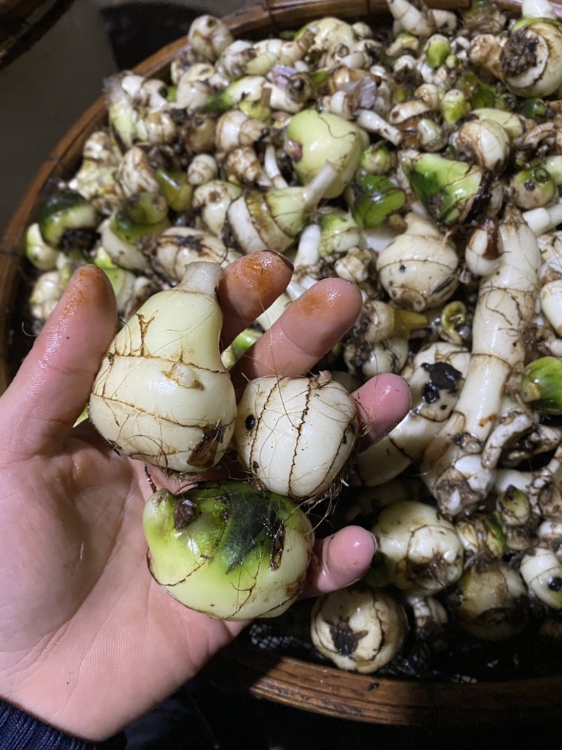 毛慈菇净果