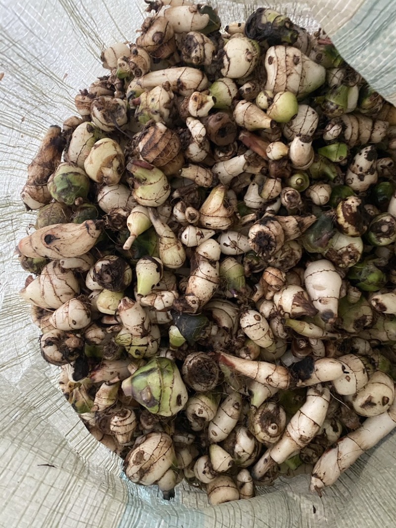 毛慈菇净果