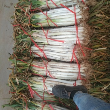 长白大葱质量好
