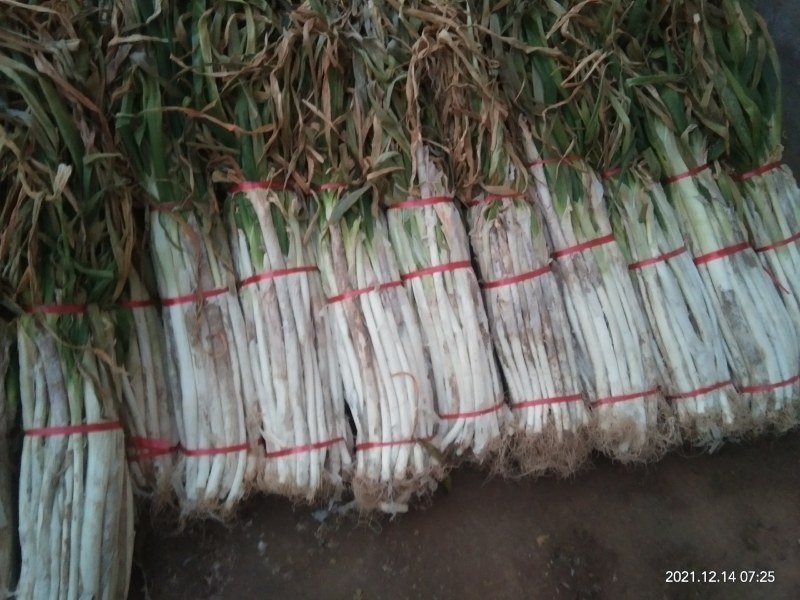 长白大葱质量好