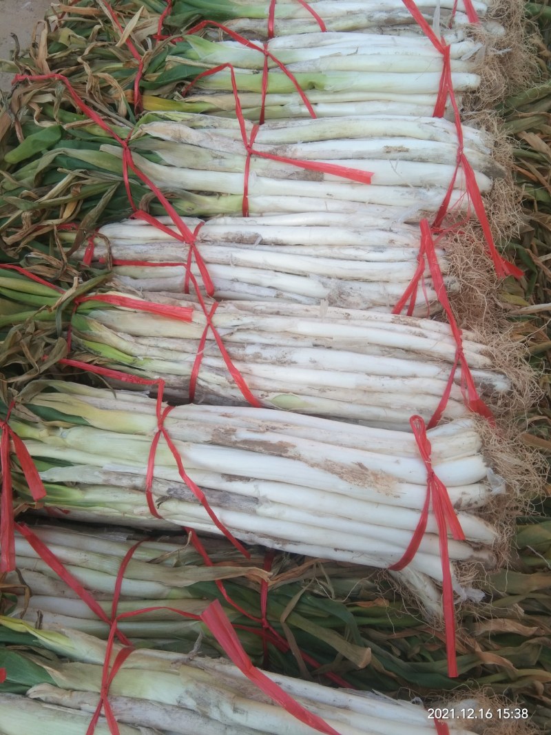 长白大葱质量好