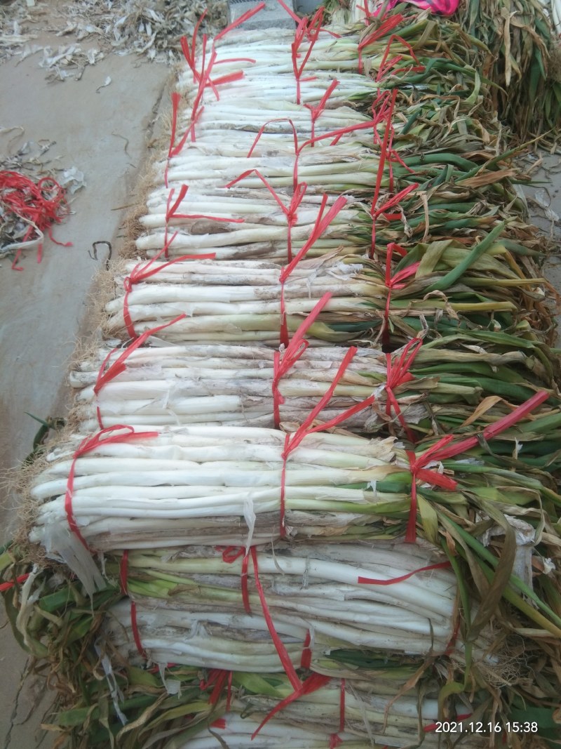 长白大葱质量好