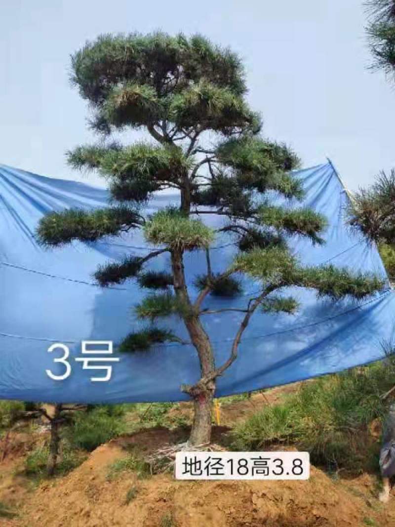 油松造型油松造型松迎客松欢迎上门指导可开发票