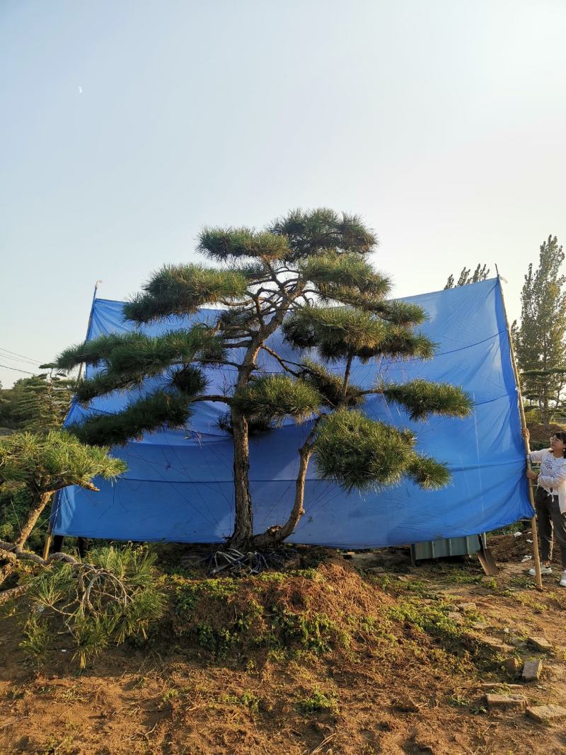 油松造型油松造型松迎客松欢迎上门指导可开发票
