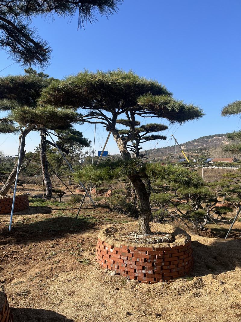 油松造型油松造型松迎客松欢迎上门指导可开发票