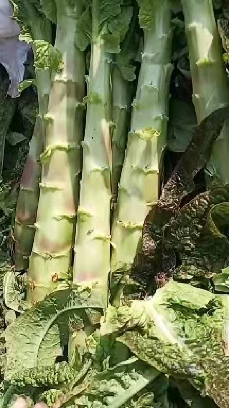 【热销中】优质莴苣，货源充足，欢迎新老客户前来洽谈。