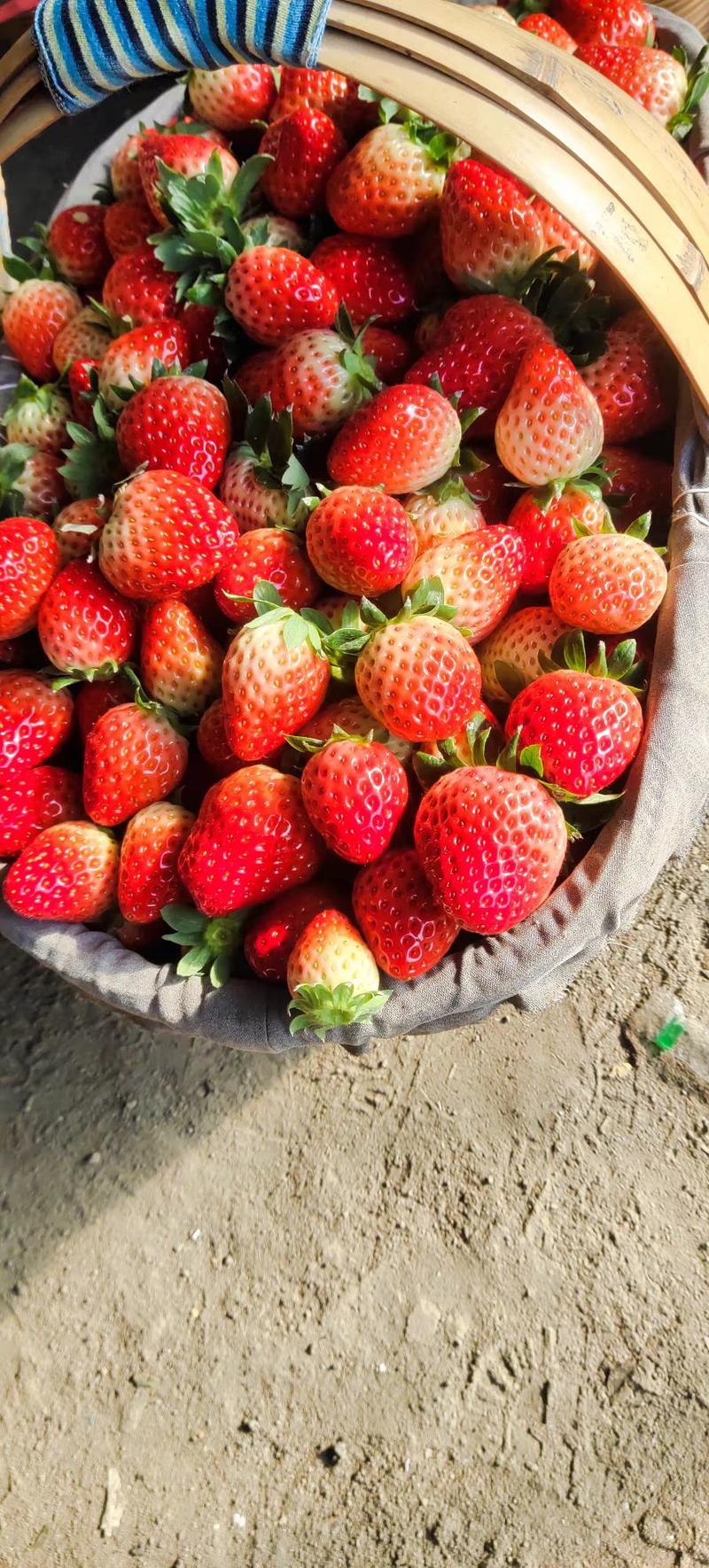 固镇草莓红颜草莓通货精品通通一个价，甜过初恋情人