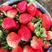固镇草莓红颜草莓通货看货给价格，质优价廉可供商超