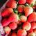 固镇草莓红颜草莓通货看货给价格，质优价廉可供商超