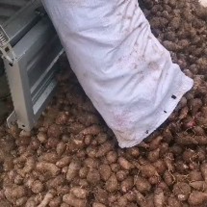 下单就送500斤，红芽芋头大量上市，诚信者，赢天下