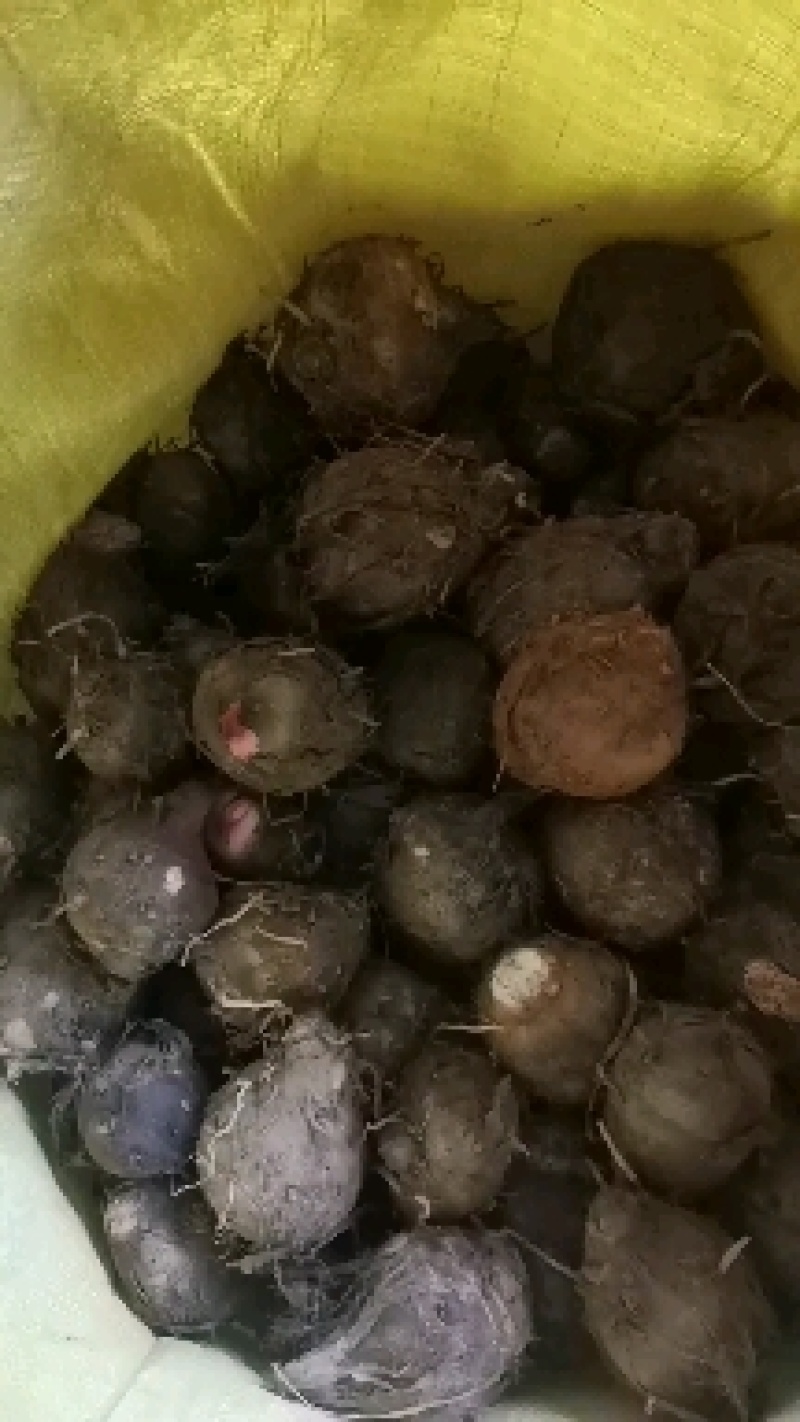 下单就送500斤，红芽芋头大量上市，诚信者，赢天下