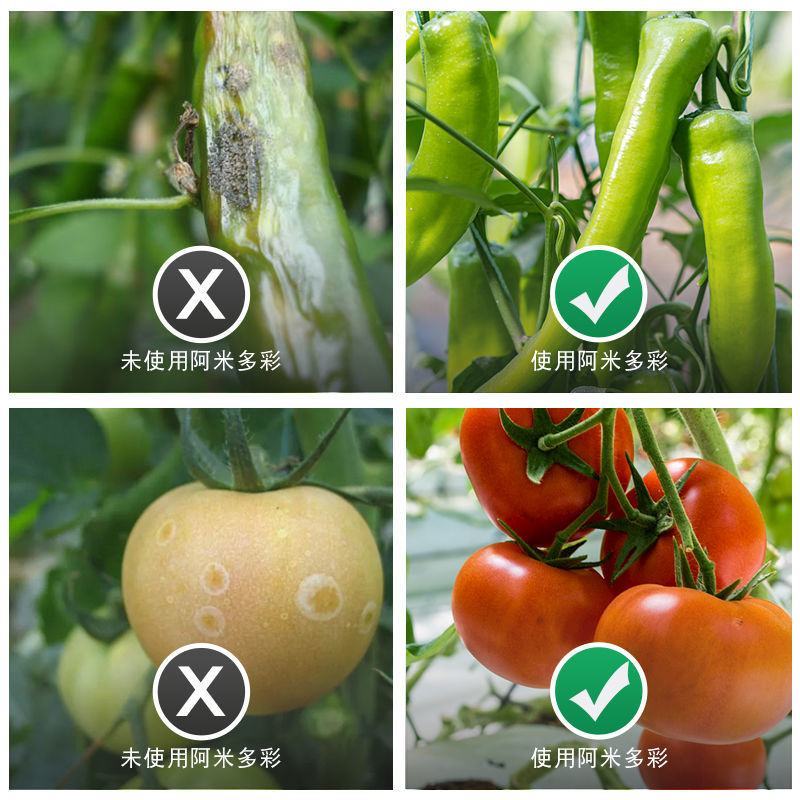 瑞士先正达阿米多彩嘧菌酯嘧菌脂百菌清霜霉病早疫病叶斑病