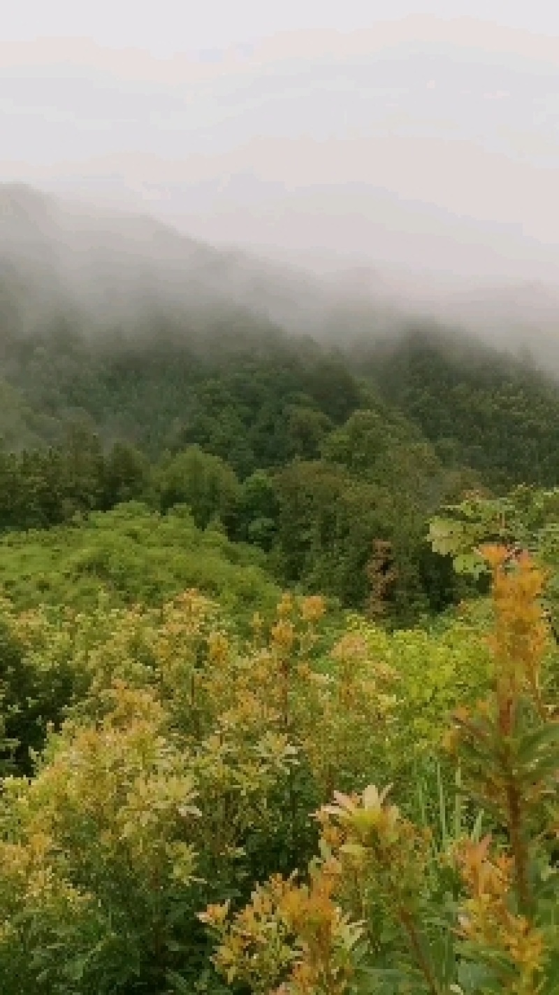 杨梅苗