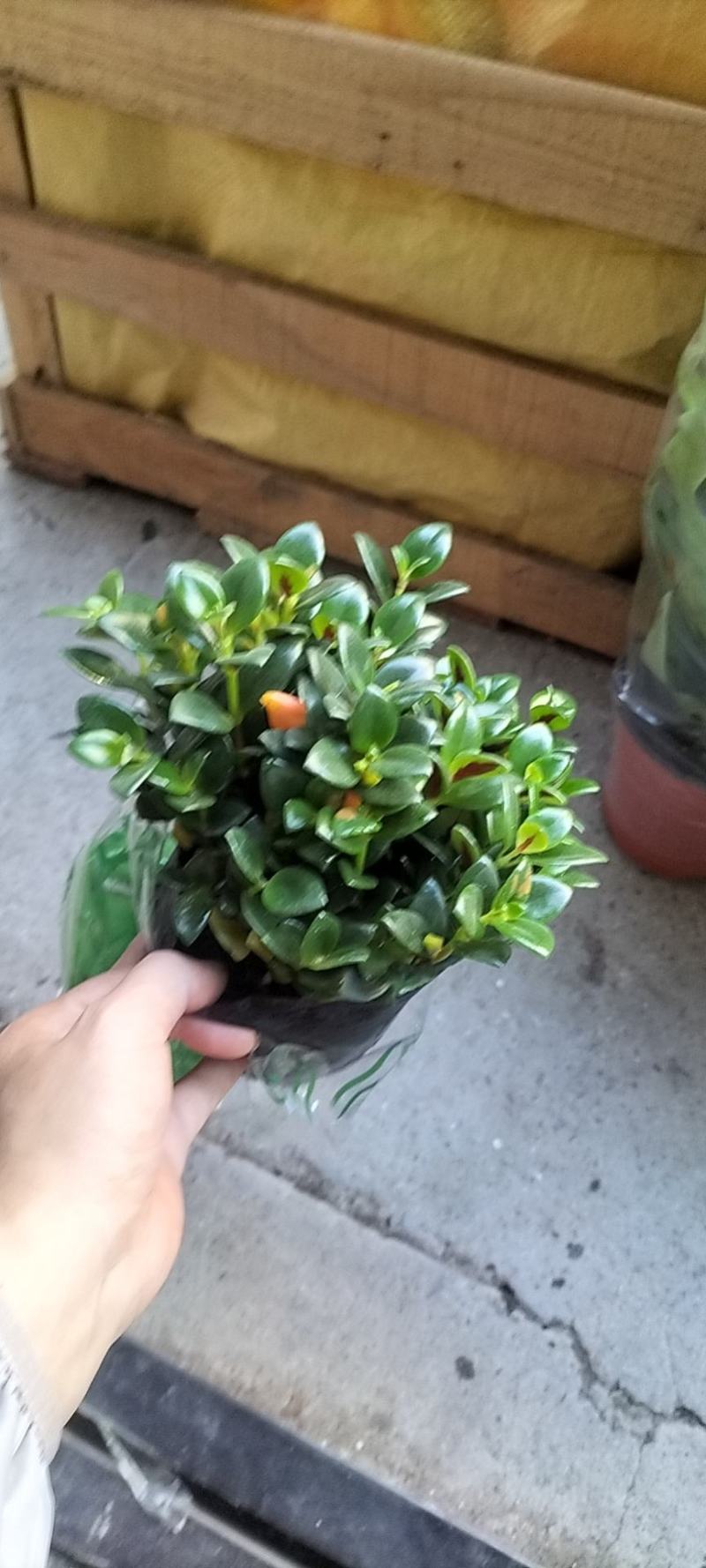 金鱼花