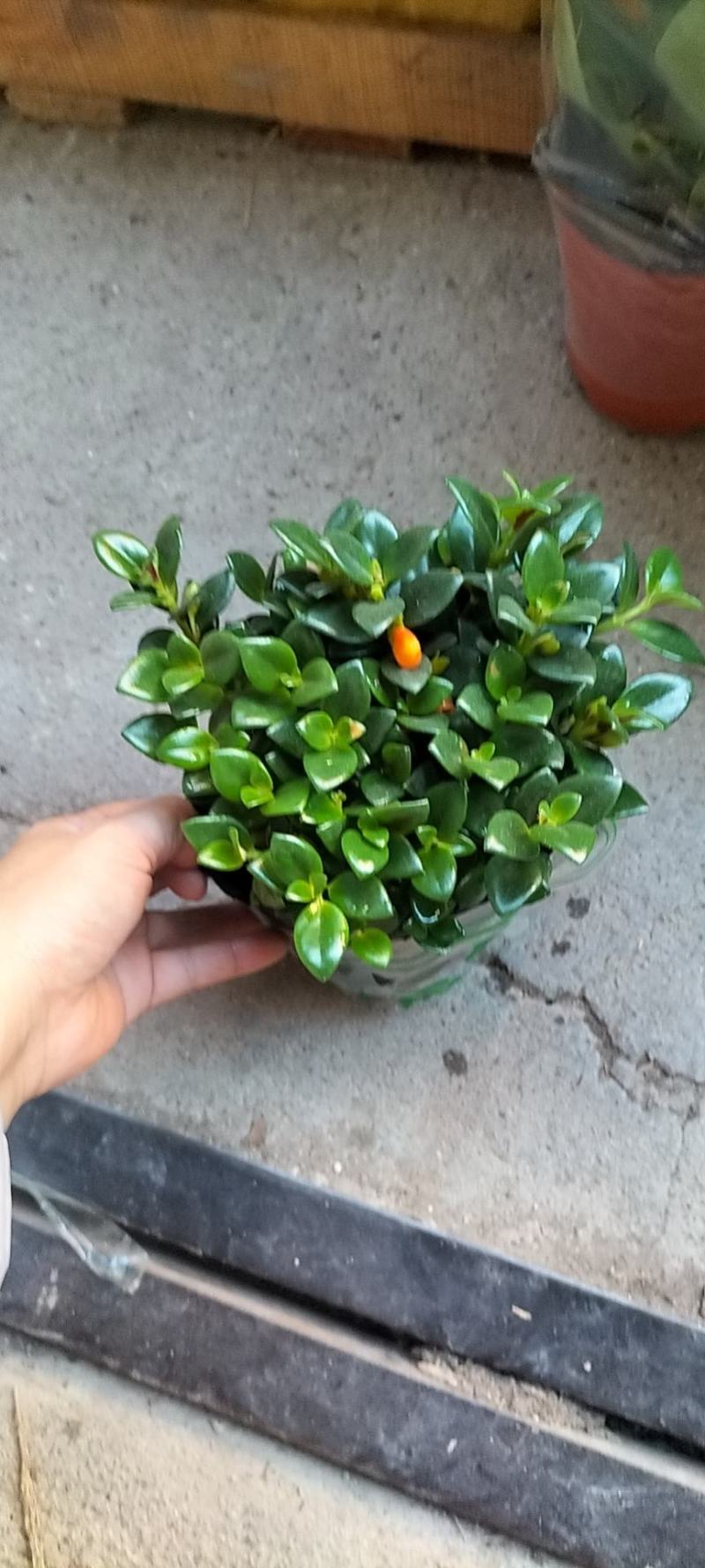 金鱼花