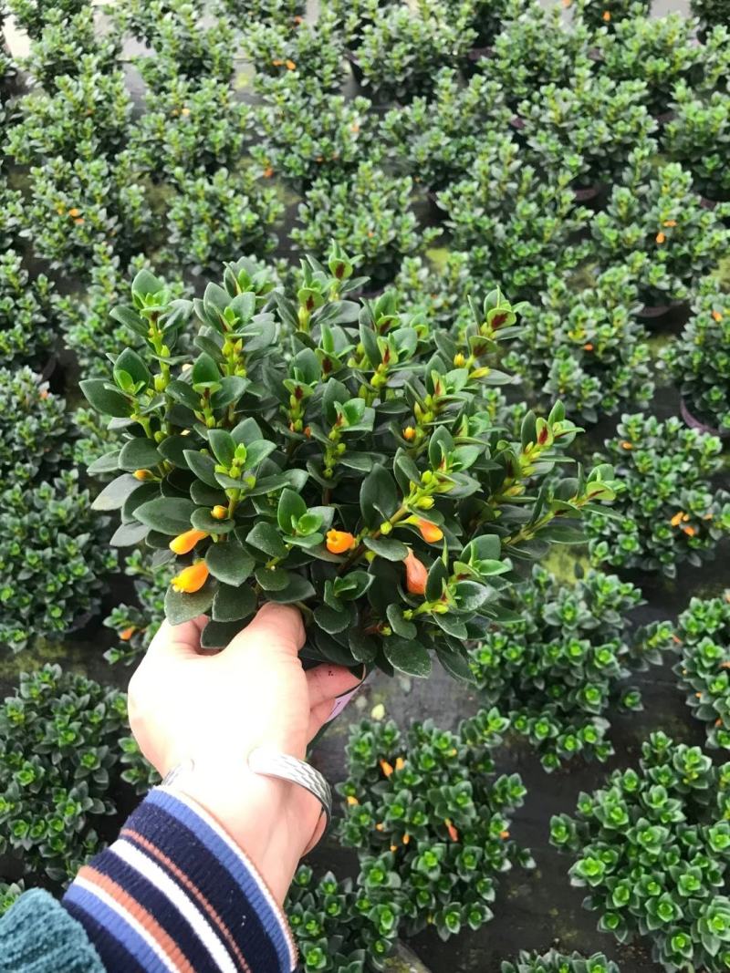 金鱼花