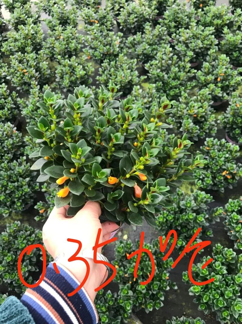 金鱼花
