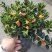 金鱼花