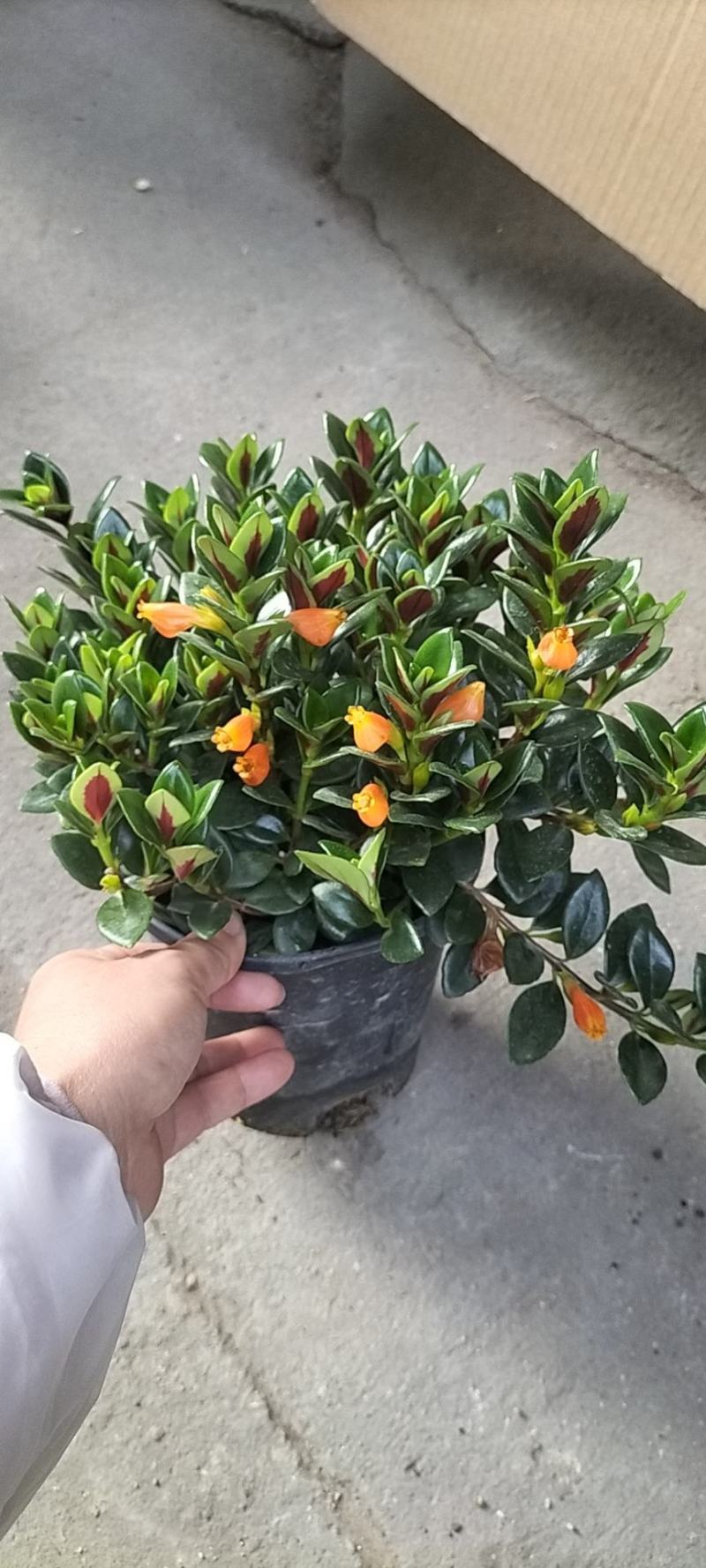 金鱼花
