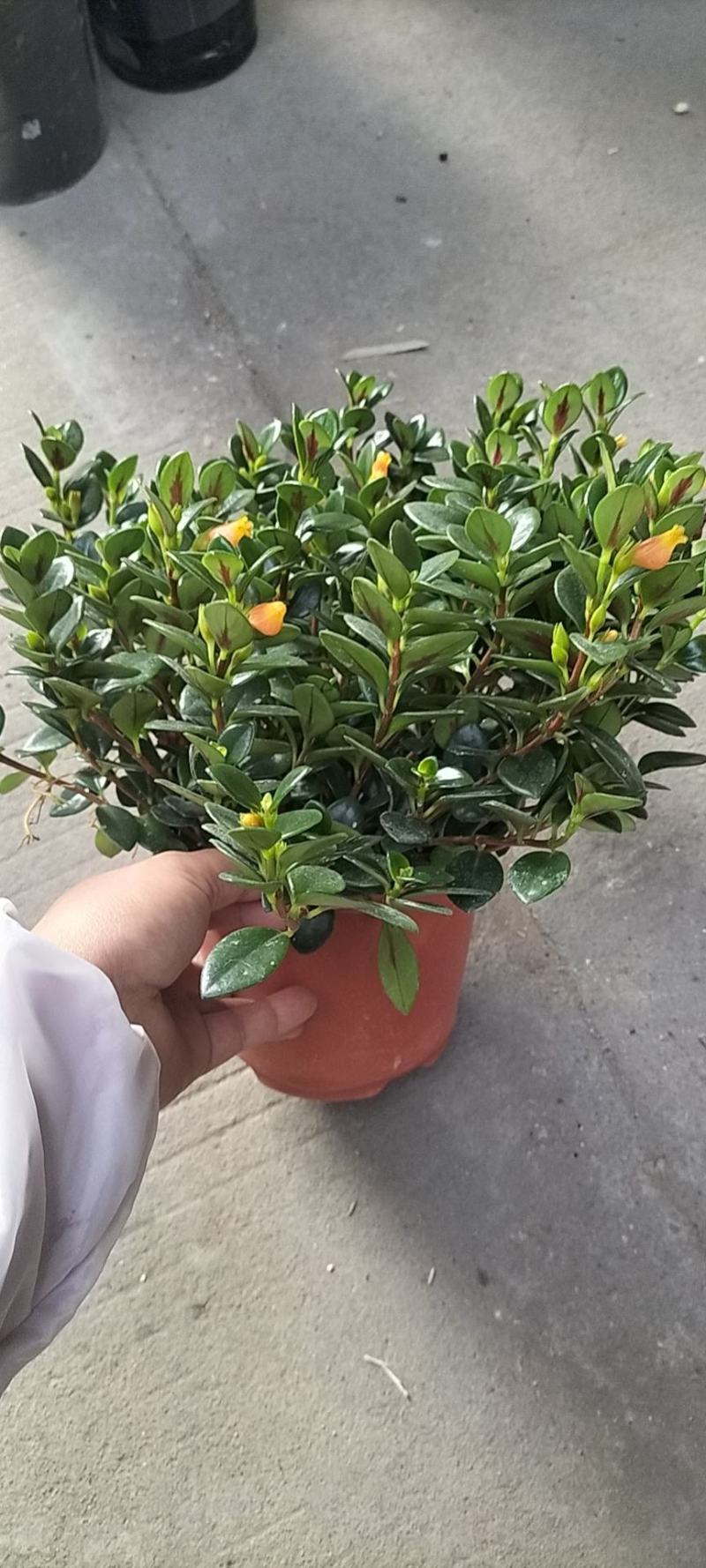 金鱼花