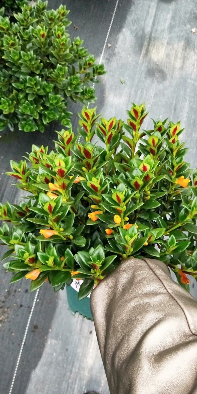 金鱼花