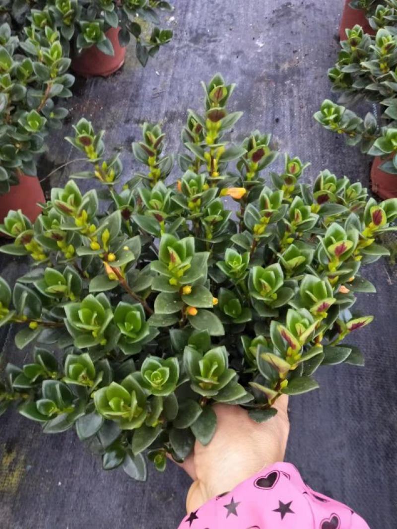 金鱼花