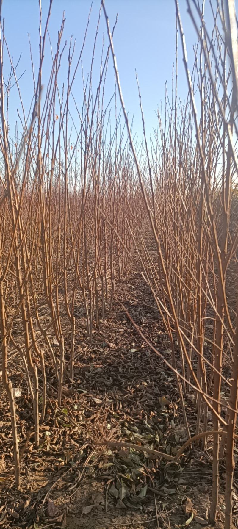 李子苗-恐龙蛋李子苗，恐龙旦，味帝，1一2年苗，量大，