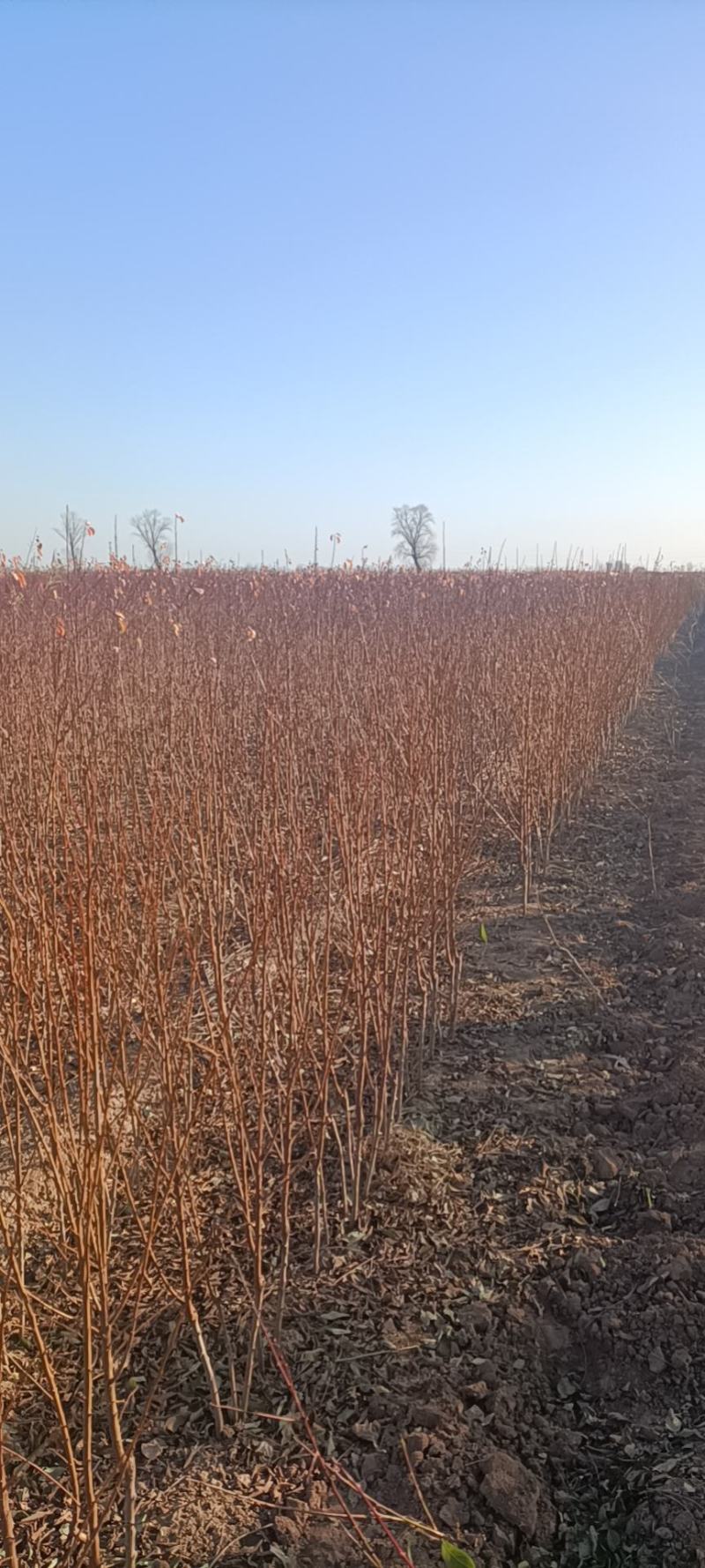 李子苗-恐龙蛋李子苗，恐龙旦，味帝，1一2年苗，量大，