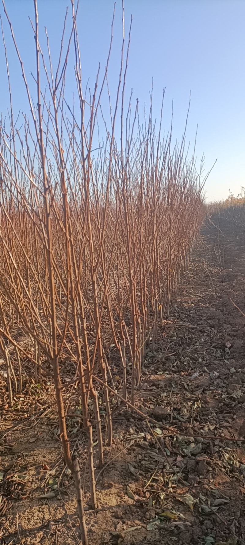 李子苗-恐龙蛋李子苗，恐龙旦，味帝，1一2年苗，量大，