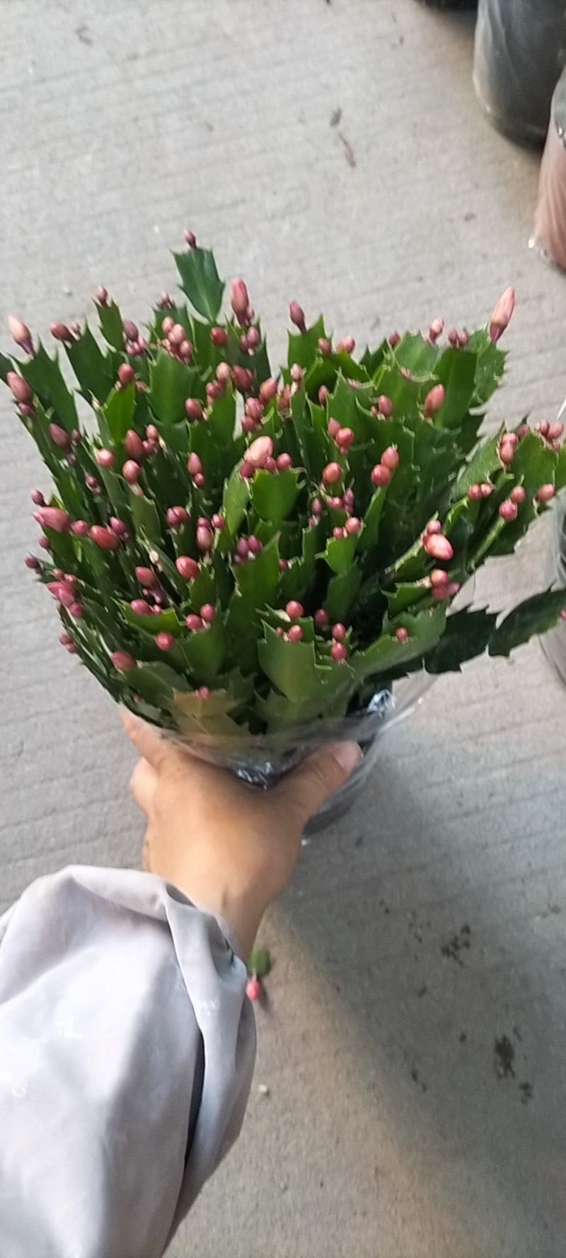 蟹爪兰