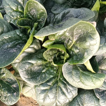 河南杞县通许趴地黑小圆叶菠菜大量上市，欢迎各位老板采购