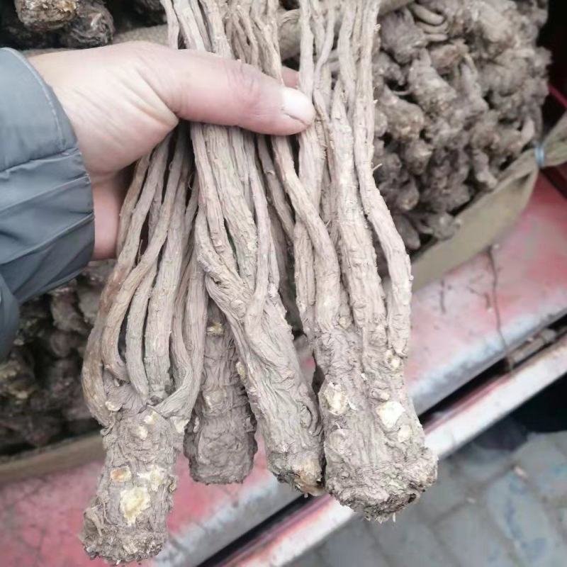 甘肃岷县原产地直供当归无硫大条精品当归货源充足