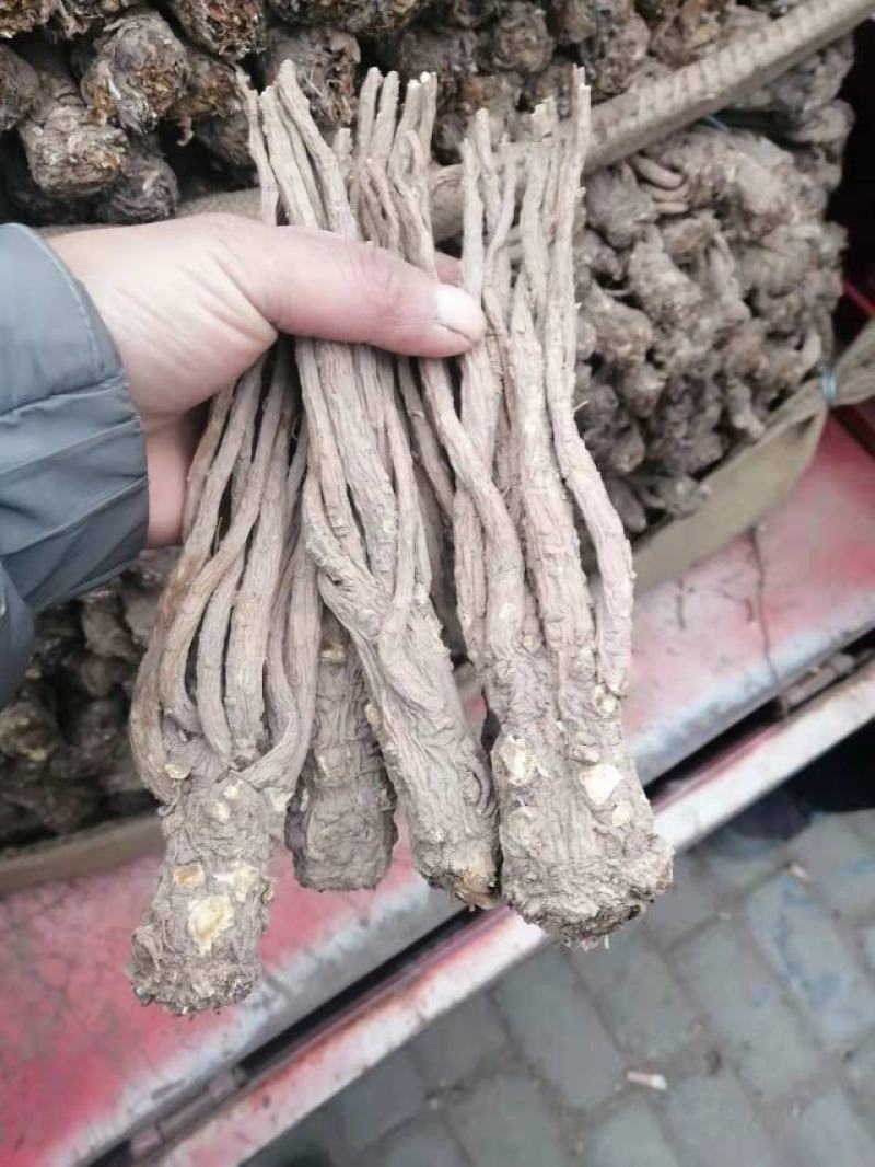 甘肃岷县原产地直供当归无硫大条精品当归货源充足