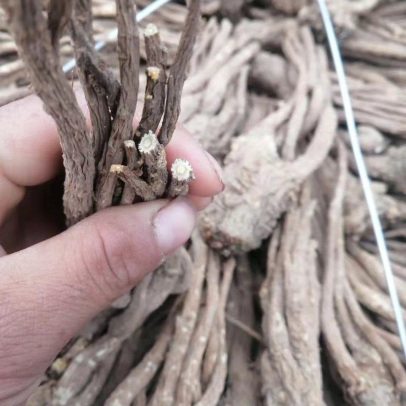 甘肃岷县原产地直供当归无硫大条精品当归货源充足