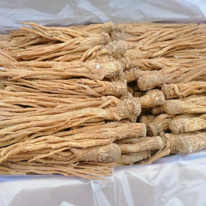 甘肃岷县原产地直供当归无硫大条精品当归货源充足