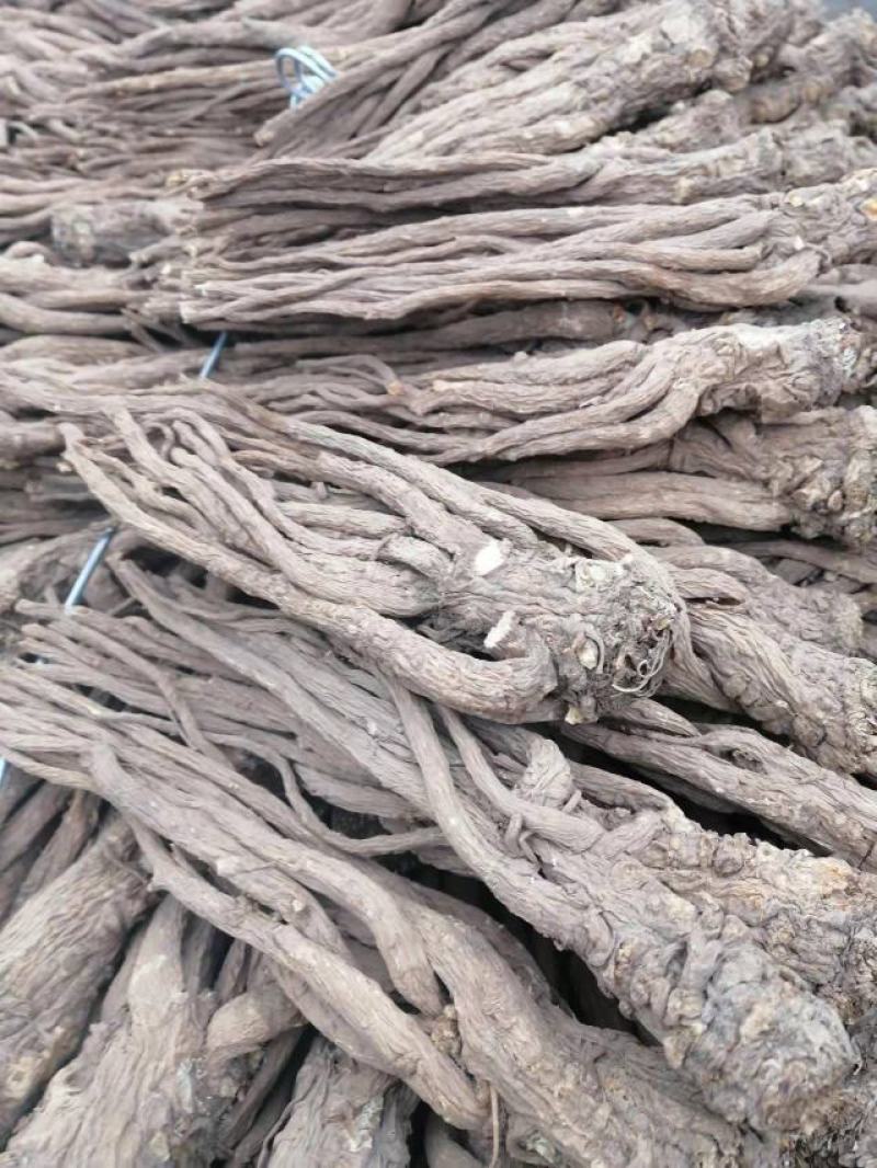 甘肃岷县原产地直供当归无硫大条精品当归货源充足