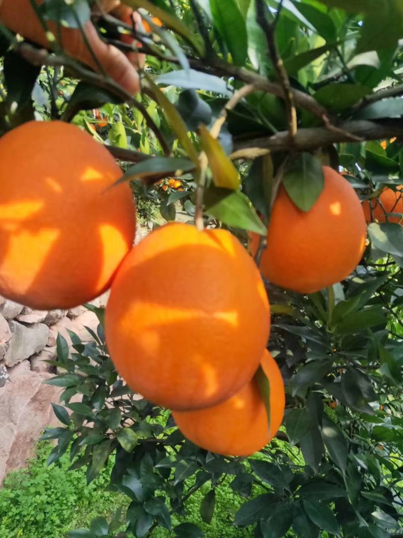 [农商对接]秭归脐橙纽荷尔长虹脐橙大量畅销个大味甜