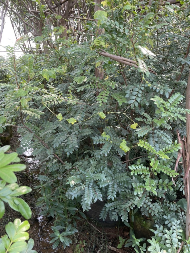 清香木绿化工程树苗20公分小杯苗价格优