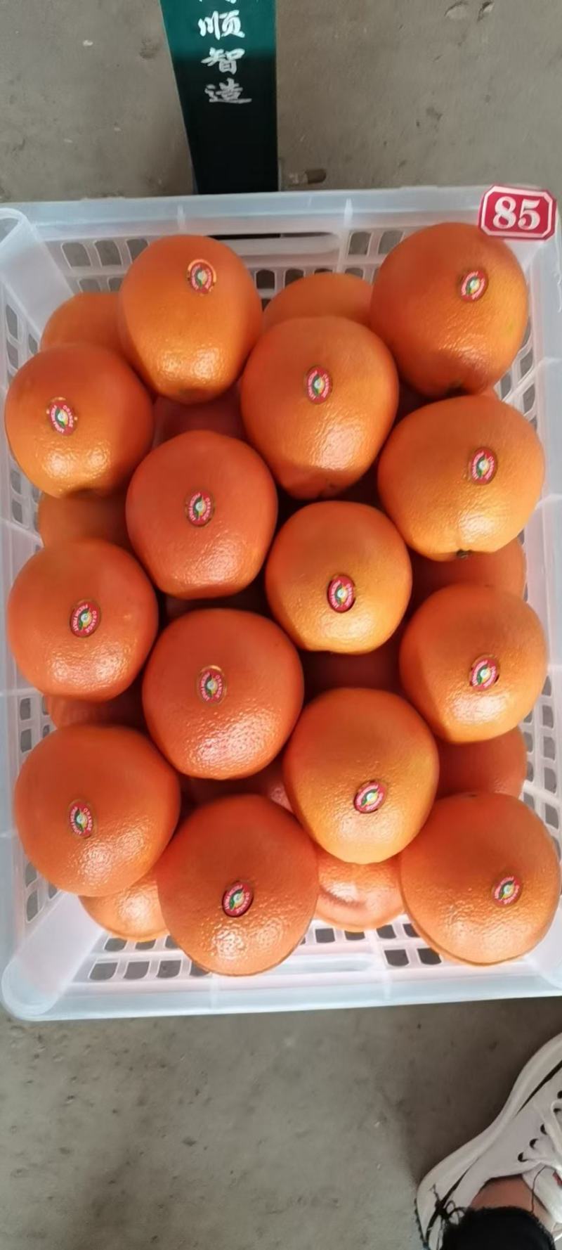 [农商对接]秭归脐橙纽荷尔长虹脐橙大量畅销个大味甜