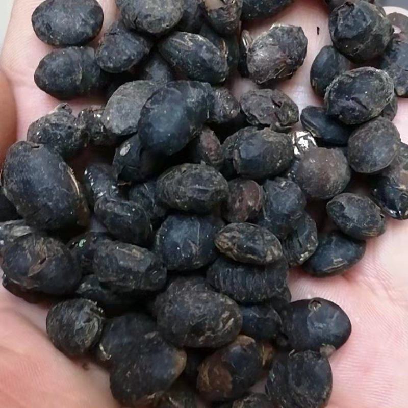淡豆豉药用淡豆豉干豆豉无硫中药材