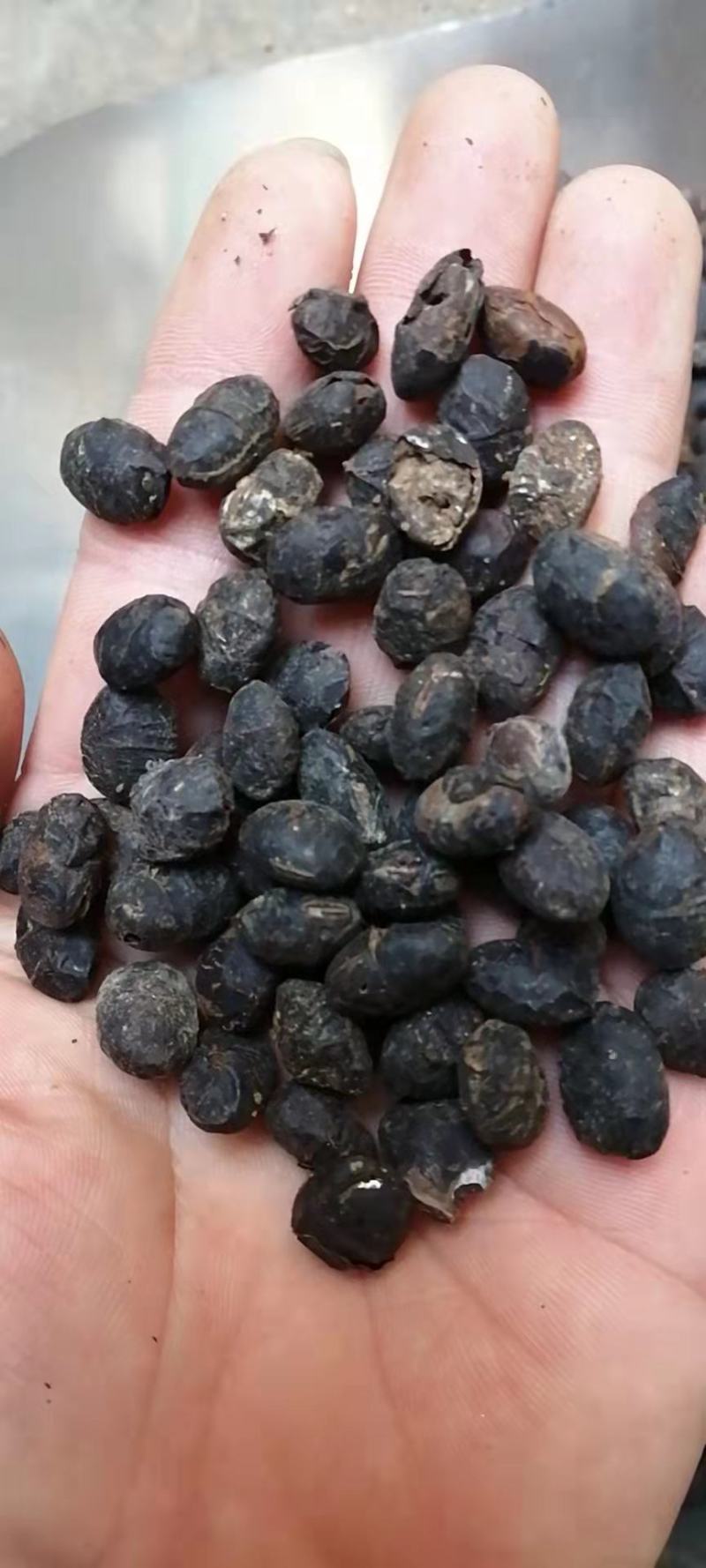 淡豆豉药用淡豆豉干豆豉无硫中药材