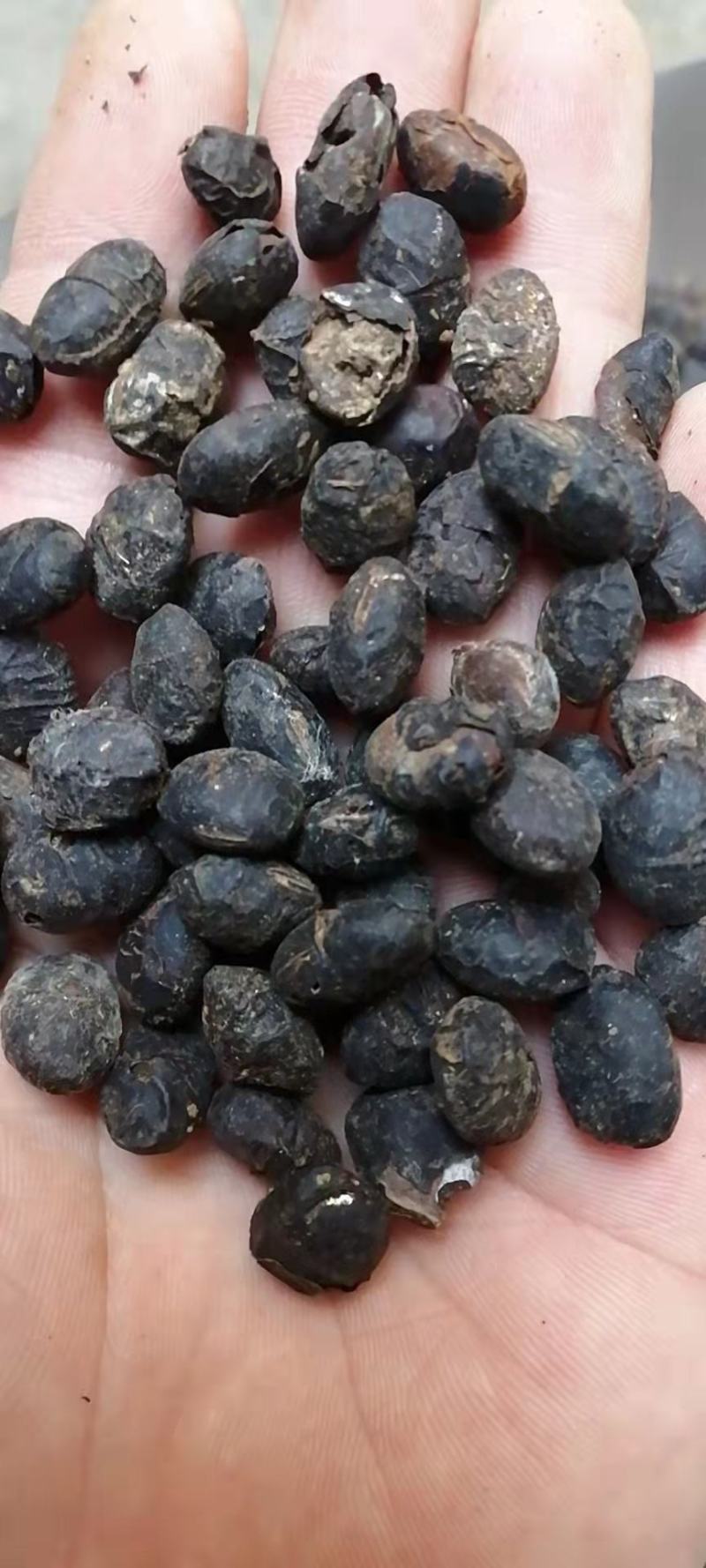 淡豆豉药用淡豆豉干豆豉无硫中药材