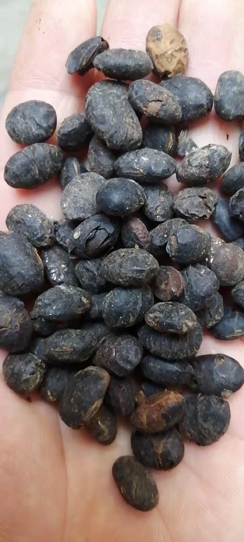 淡豆豉药用淡豆豉干豆豉无硫中药材